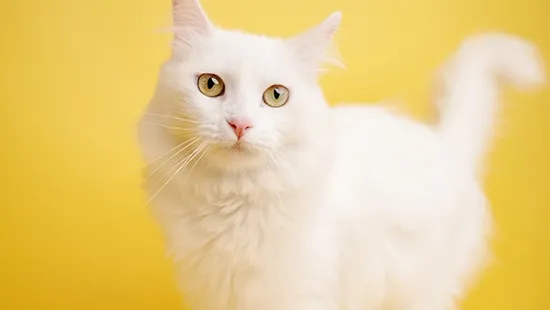 turkish angora