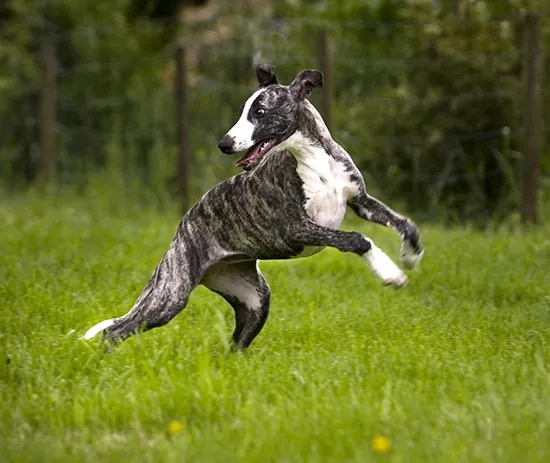 Whippet