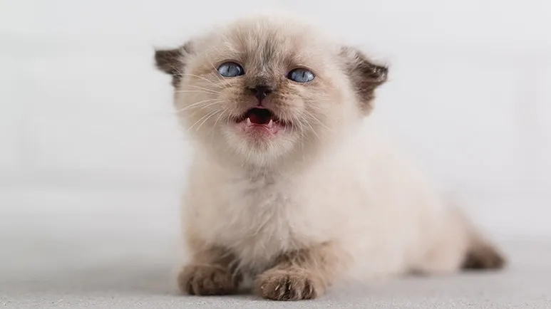 Adopting a New Kitty? 10 Things You'll Want to Know in Advance