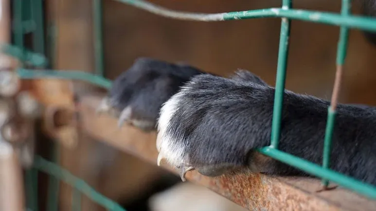 Is It a True Rescue Shelter or an Imposter? How Can You Tell the Difference?