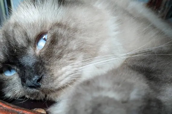 as mellow as adult cats
