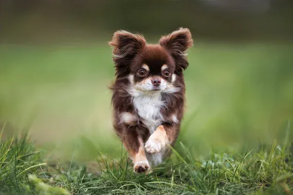 chihuahua big personalities