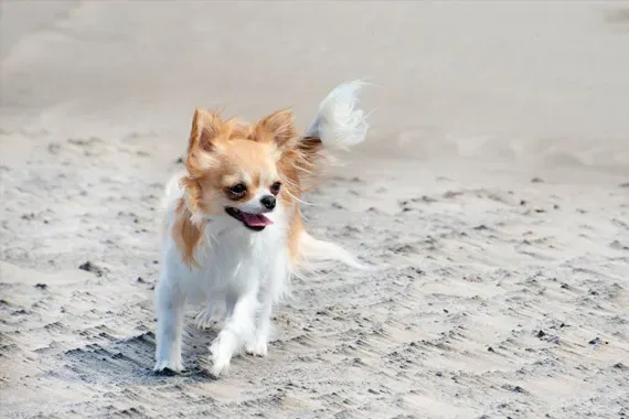 chihuahua easier to lose
