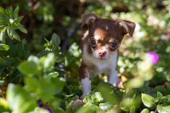 chihuahua health problems