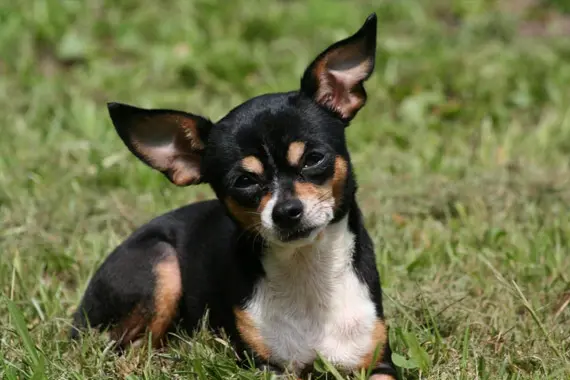 chihuahua mexico