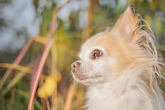 chihuahua mystery
