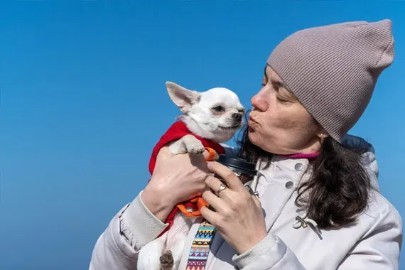 chihuahua not cold weather