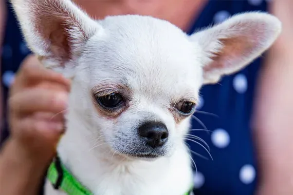 chihuahua owner