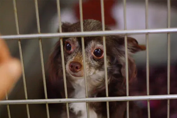 chihuahua shelter