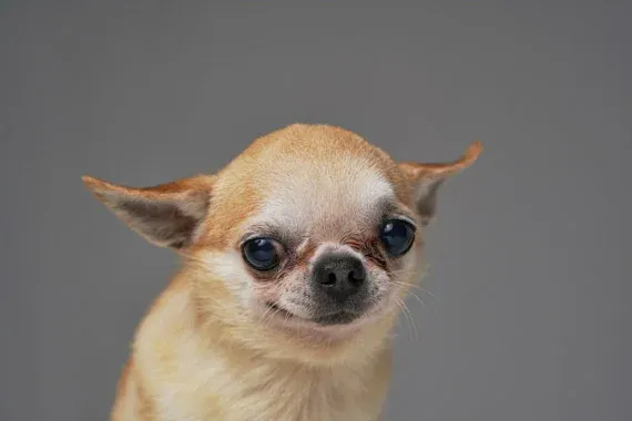 chihuahua skulls