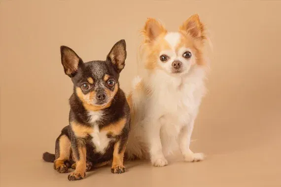 chihuahua types