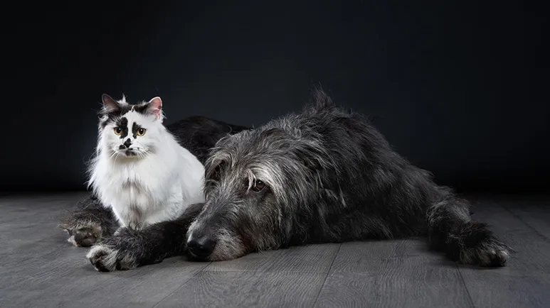What Happens When a Pet Loses Someone They Love?