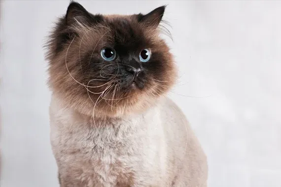hybrids