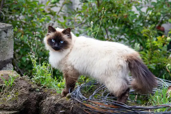 more like persians than siamese
