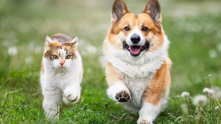 You Don't Think Twice About This for Yourself — Why Not Your Pet?