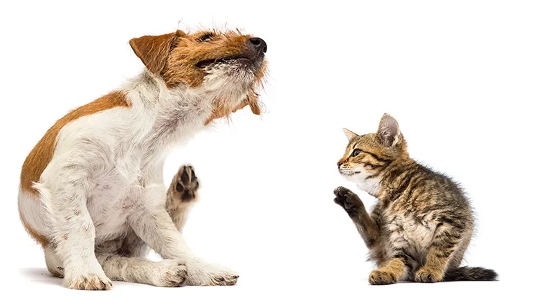 Your Pet's Itch That Won't Quit