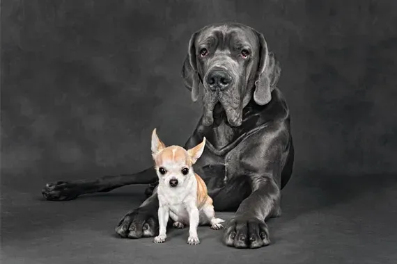 small dog breed