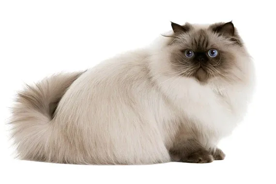 tend to get chubby