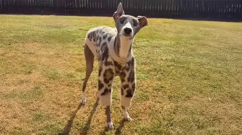 This Blind Dog Never Lets Anything Stop Her