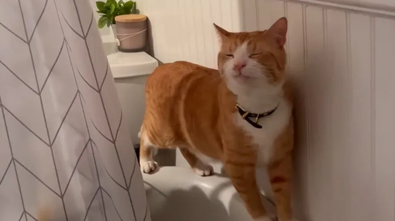 This Cat Collects the Weirdest Treasures