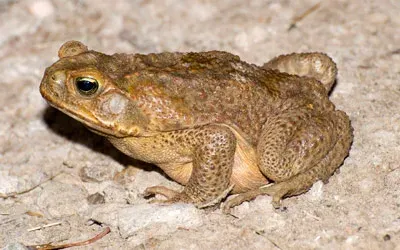 cane toad