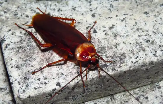 cockroaches