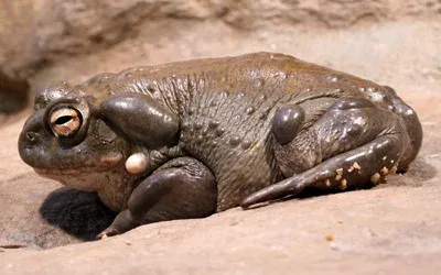colorado toad