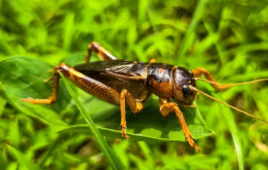 crickets