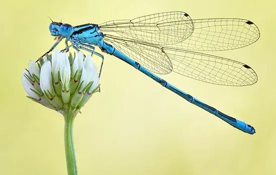 damselfly