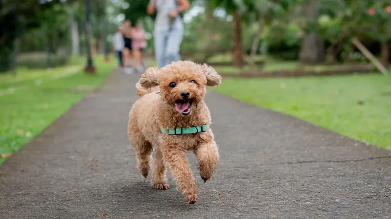 The Real Reason Your Furry Companion Gives Chase