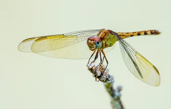 dragonfly