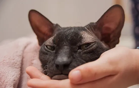 friendly and affectionate