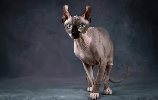 is not a hypoallergenic breed