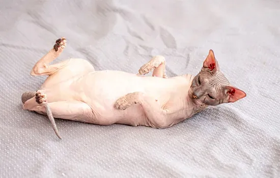 is not hairless
