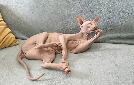 need regular baths