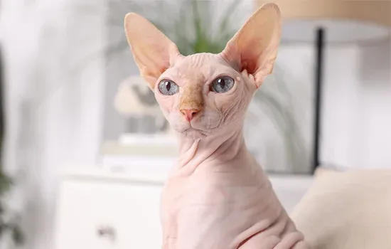 relatively young cat breed