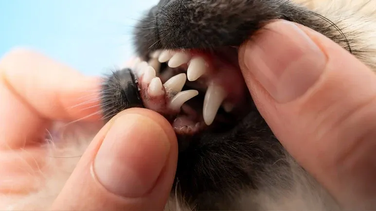 When the Baby Teeth May Be Overstaying Their Welcome