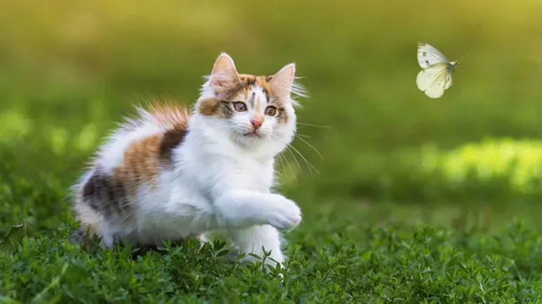 Millions Love This Semi-Domesticated Pet — Do You?