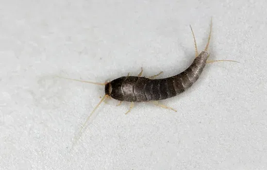 silverfish