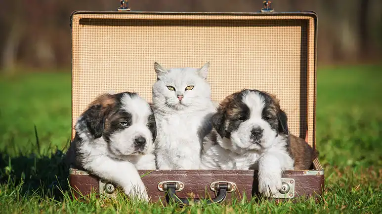 Is Your Favorite Animal Breaking Any of These Hilarious Laws?
