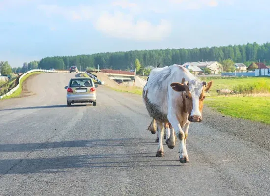 cow strolling