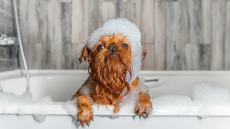 Your Pup's Bath Schedule Might Surprise You