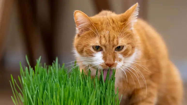 Could Your Furry Friend Know Exactly What It Needs?