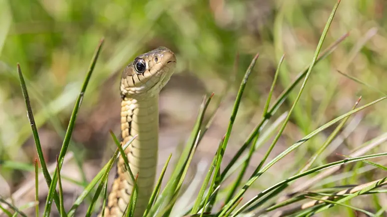 If a Snake Bites Your Pet, Never Do This