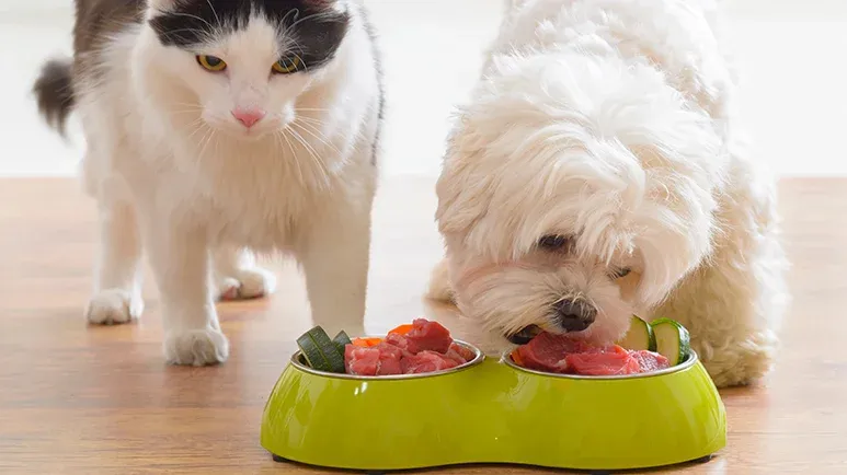 Nature's Answer to Inflammation, Help Safeguard Your Pet's Health and Longevity