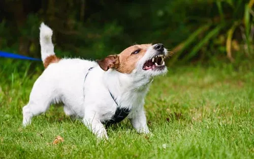 dog looks when aggressive