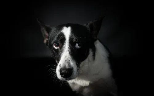 dog looks when anxious