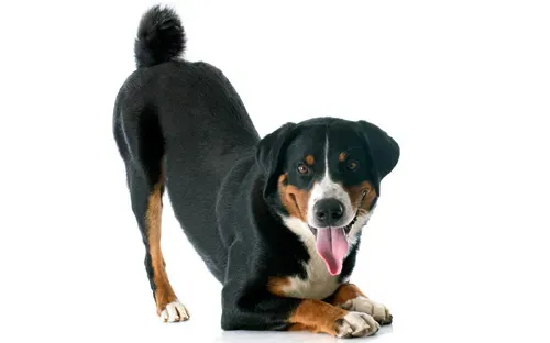 dog looks when relaxed