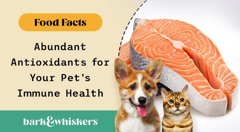 can you feed salmon to your pets?