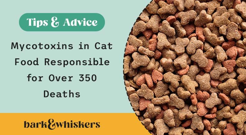 mycotoxins contamination